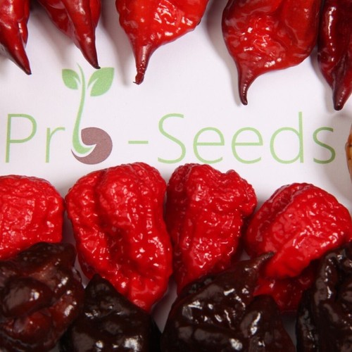 Super hot chilli seed mix - super,