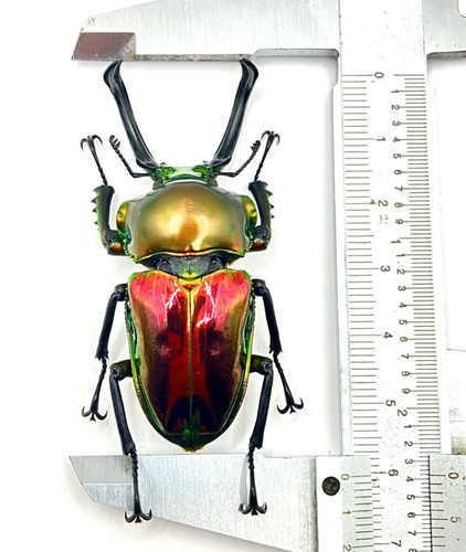 Phalacrognathus muelleri