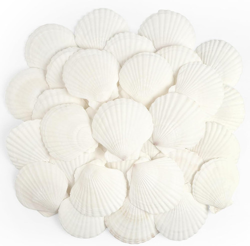 Pcs natural white scallop - 20,
