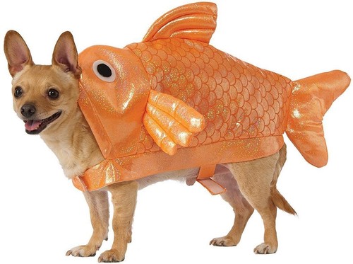 Goldfish gold fish animal - gold,