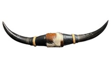 Mounted Steer Bull Horns 28” Tip to Tip With Hair