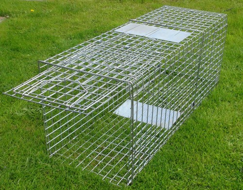 Inch large portable - portable, dog