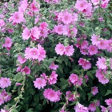 Lavatera Rosea Tree Mallow Deciduous Shrub Hardy Outdoor Garden Plant in Pot