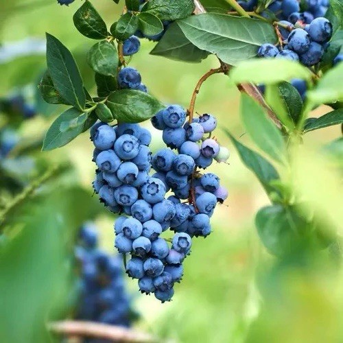 Blueberry bush bluecrop - 5,