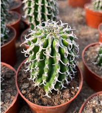 Raresucculent plants Euphorbia columnaris Garden beautiful cactus Plants 3-4CM