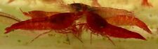 10 Halocaridina rubra - Opae ula shrimp
