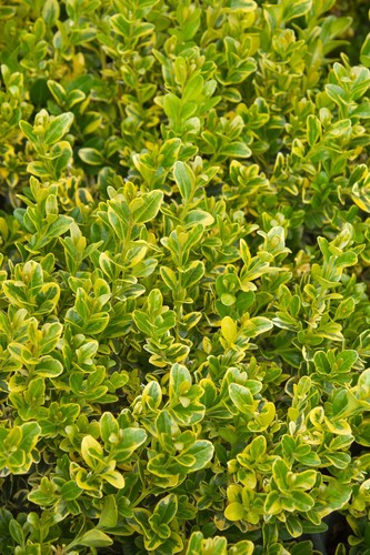 Buxus sempervirens gold - sempervirens, tip