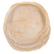  Reptile Lizard Food Bowl