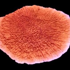 M.O.C. ORANGE PLATING MONTIPORA FRAG-SPS/ FRAG/CORAL/MARINE