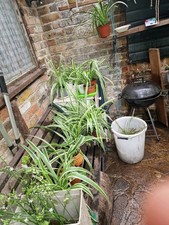Spider Plant Above 20cm