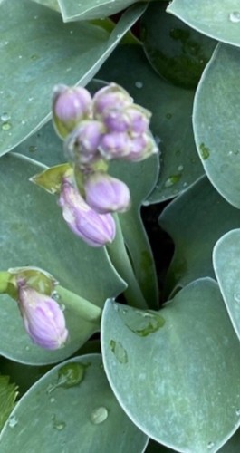Hosta blue mouse ears small - blue,