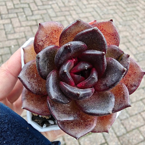 Echeveria rare black - rare, 'black