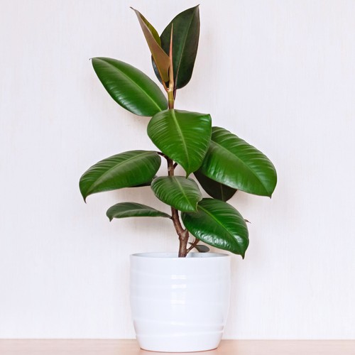 Premium ficus robusta rubber - premium,