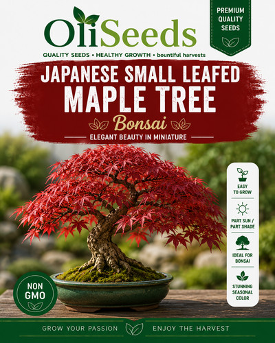 Japanese maple seeds acer - maple,