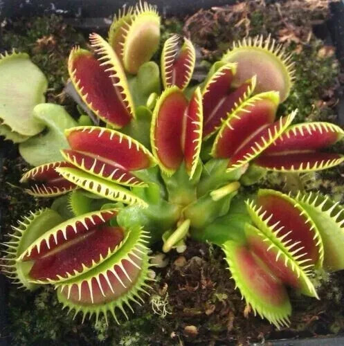Giant venus fly trap dionaea - trap,