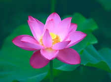 One Aquatic Hardy Sacred Water