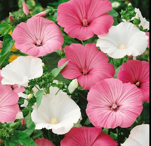 Lavatera flower sowing - flower,