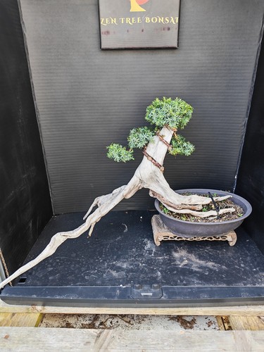 Tanuki needle juniper bonsai - )tanuki,