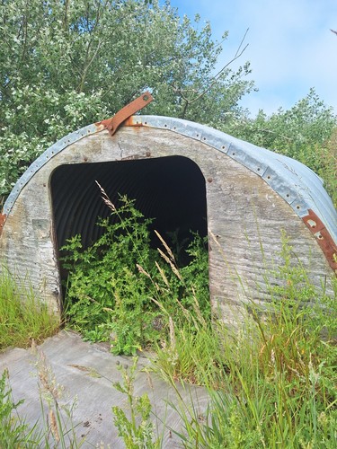 Pig ark - pig,