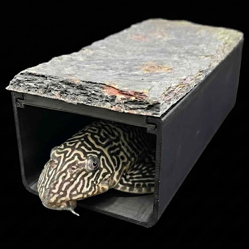 L333 king tiger pleco - l333,