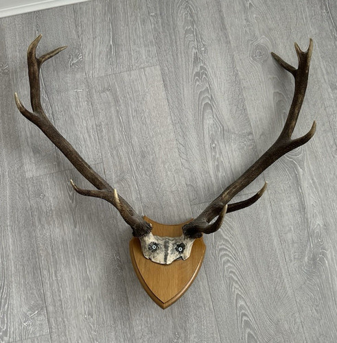 Deer antlers - (11, point)