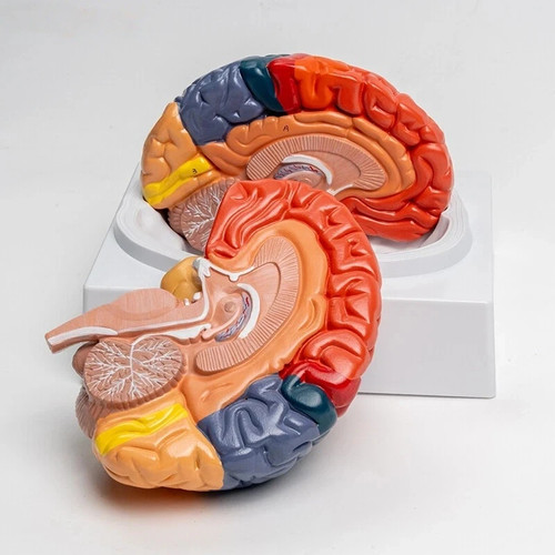 Teaching model of colorful - of,