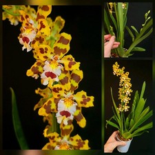 Oncidium "Remember Burkhard"