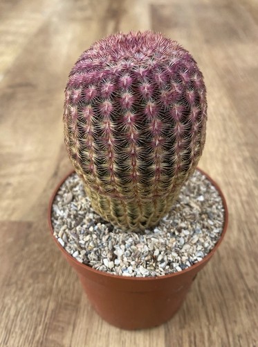 Echinocereus rigidissimus - echinocereus,