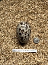 Replica Caspian Tern Birds Egg