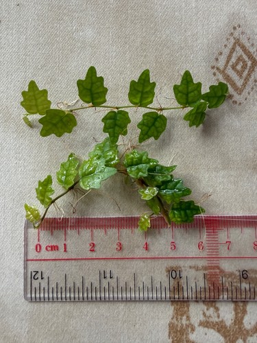 6cm ficus quercifolia - 6cm,
