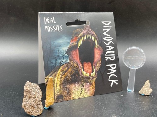 Genuine dinosaur fossil - , pack