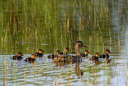 Photo 6x4 female mallard - photo,
