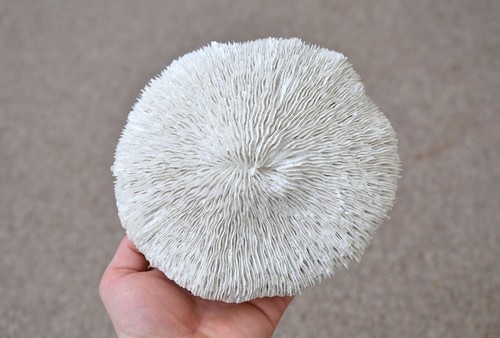 Artificial white mushroom - artificial,