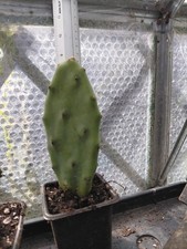 Prickly Pear Cactus, Rooted