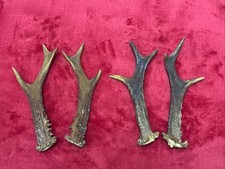 2 PAIRS OF ROE DEER ANTLERS