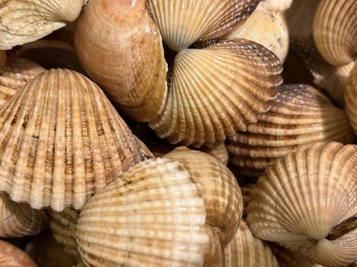 North wales clam shells - clam, /