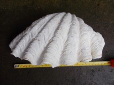 Natural Clam Shell ? Fish Tank