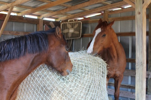 Horse hay round bale - hay,