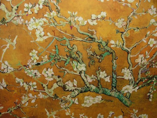 Japanese cherry blossom - blossom, tree