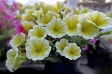 Petunia F1 Easy Wave Yellow Approx.10 pellets Basket - Trailing Plant