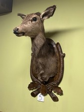 Doe head on the board, Taxidermy, Throphies