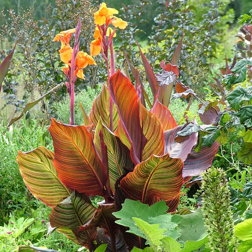 Canna tropicana 9cm 3 - x,