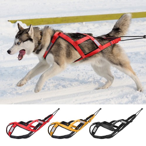 Sledding dog weight pulling - dog,