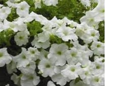 3  X MIX  B  SURFINA  TRAILING PETUNIA MIXED  PLUG PLANTS PRE ORDER