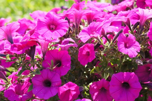 200 pink laura - 200,