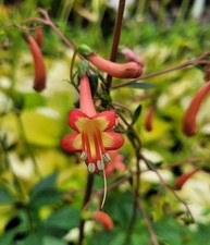 Phygelius rectus Salmon Leap Cape Fuchsia 9cm Pot Reliably cold hardy