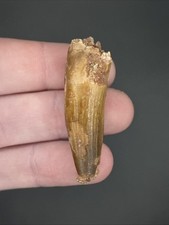 Spinosaurus Dinosaur Tooth