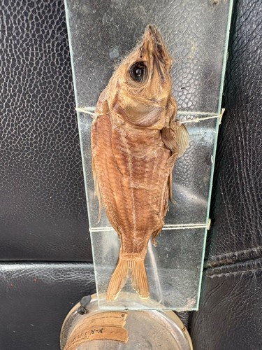 Old specimen perchlet - of, a