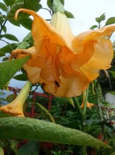 Brugmansia Langenbuscher Garten rooted cutting