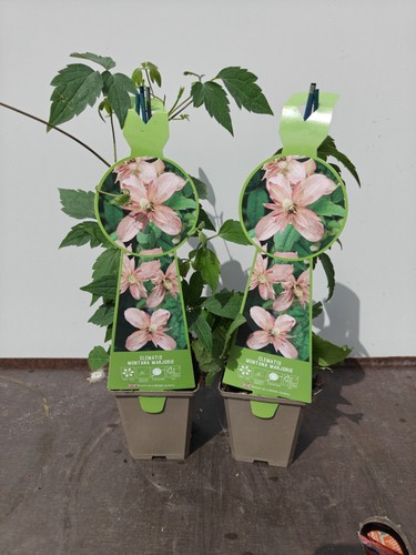 Clematis montana marjorie - 2x,